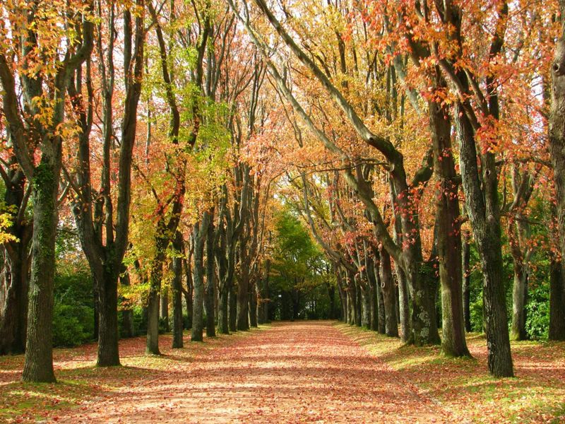 Billets d'entrée au parc Serralves à Porto