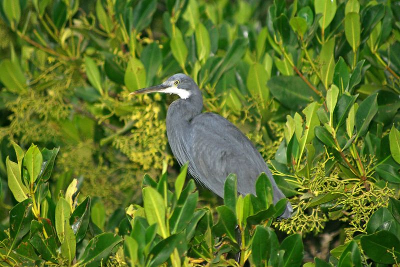 Billet Safari d'une journée complète dans le sud de la Gambie avec déjeuner dans le village de Sanyang