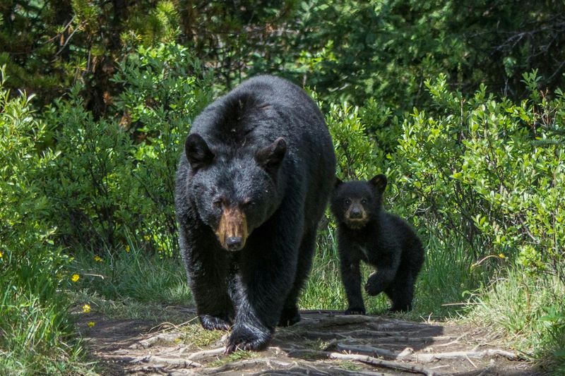 Excursion de recherche d'animaux sauvages dans le parc national Jasper
