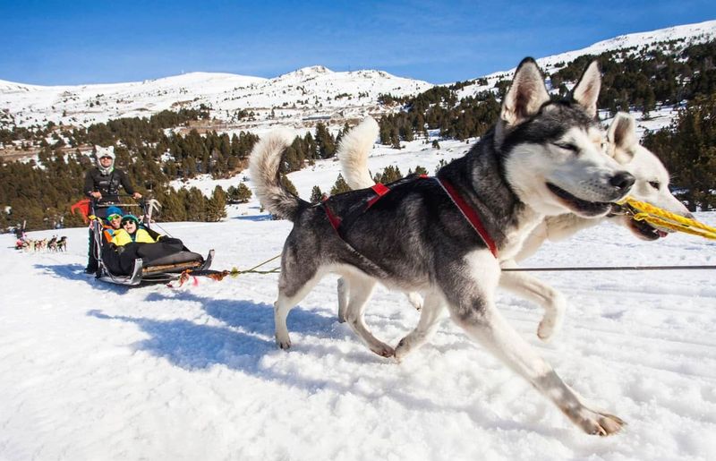 Balade en traîneau à chiens dans la région d'El Tarter