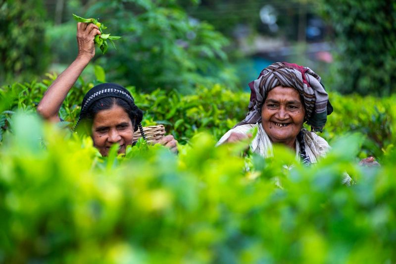 Excursion à la journée à Kandy avec le temple de la Dent