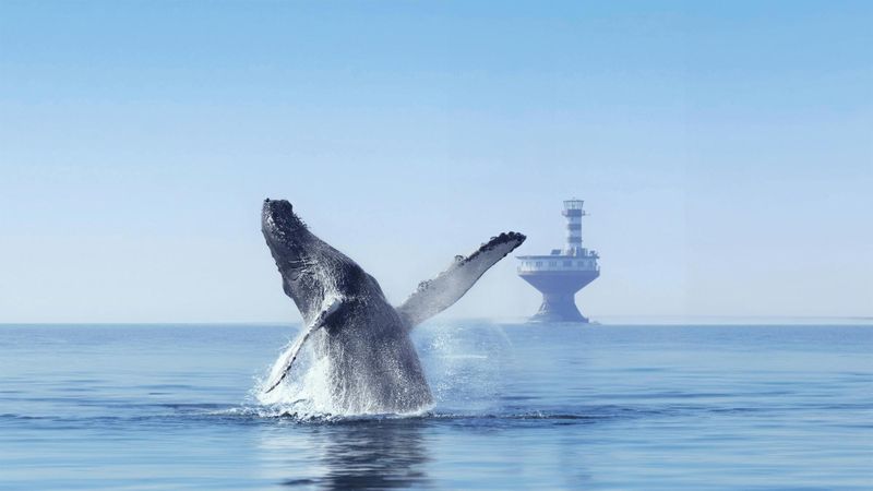Billet Croisière d'observation des baleines à Tadoussac