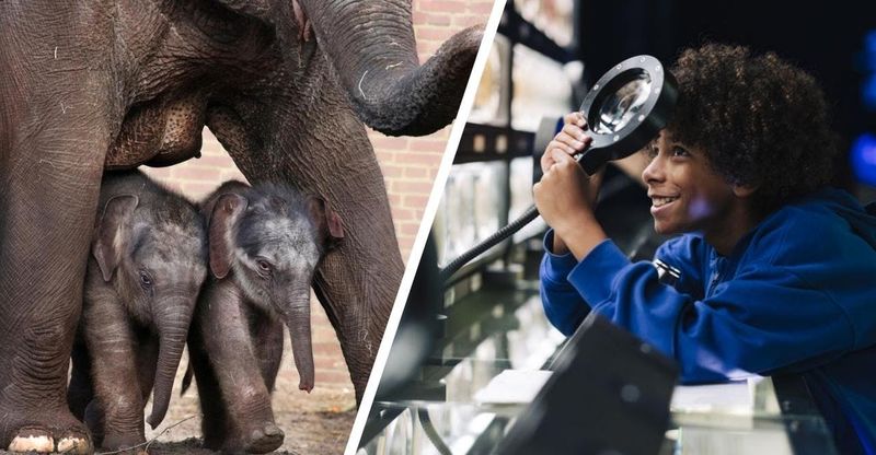 Billet d'entrée pour Artis Royal Zoo et Micropia