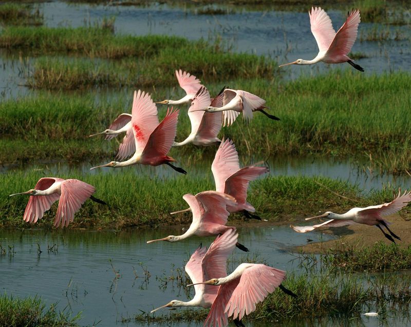 Excursion d'une journée complète au parc national des Everglades avec randonnée à sec