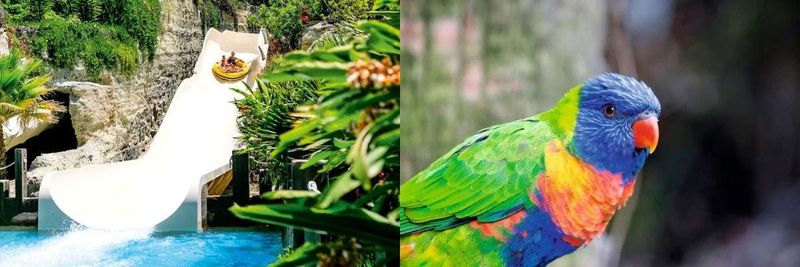 Loro Parque + Siam Park : billet double