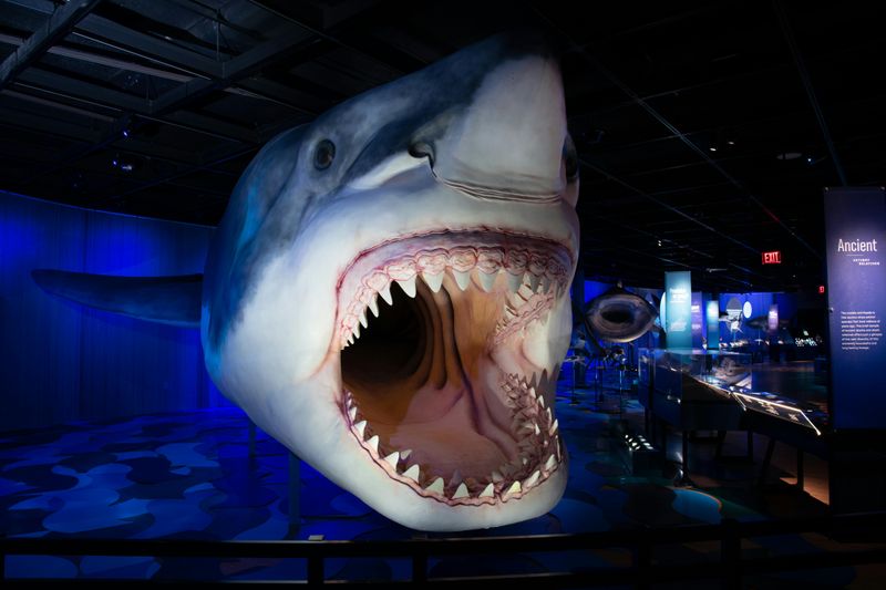 Exposition vedette du Musée royal de l'Ontario : Requins