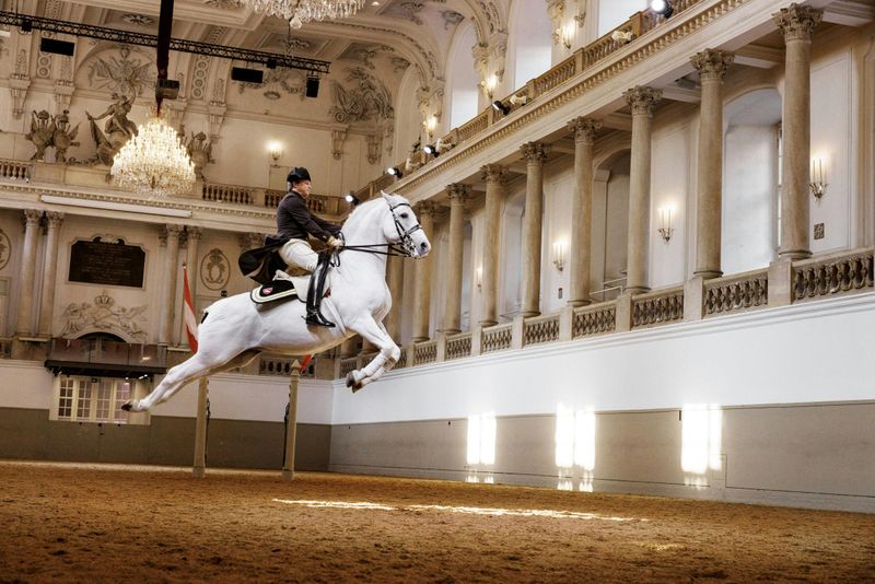 Le Lipizzan se produit à l'école d'équitation espagnole