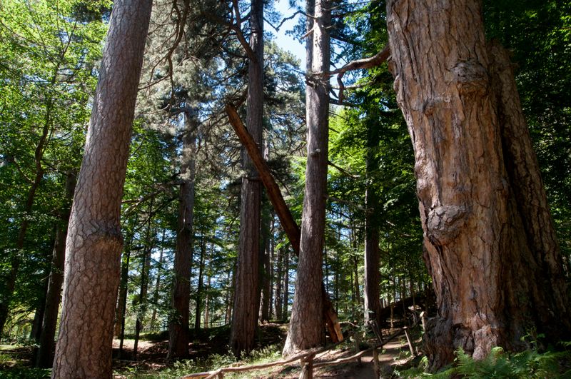 Billet Les Géants de la Sila : Billet d'entrée