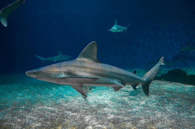 Aquarium de Gênes et Musée de la mer de Galata : Billet d'entrée + visite du sous-marin