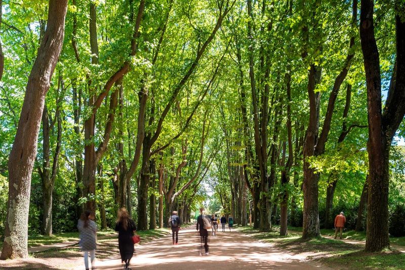 Parc de Serralves : Billet d'entrée et promenade dans les arbres