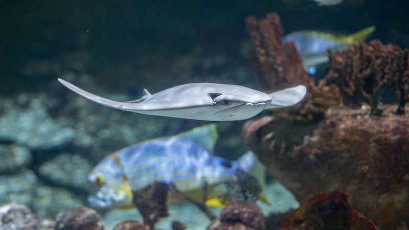Seaquarium du Grau-du-Roi: Billet d'entrée