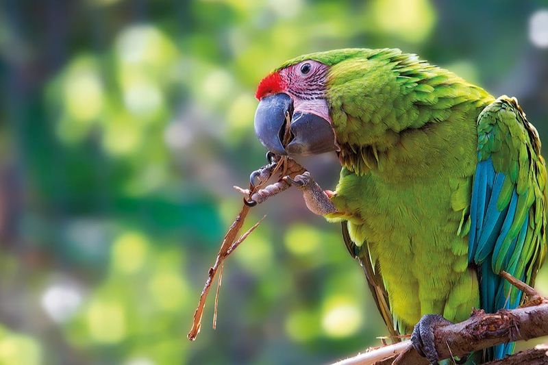Loro Parque & Siam Park : Billet d'entrée + Transferts