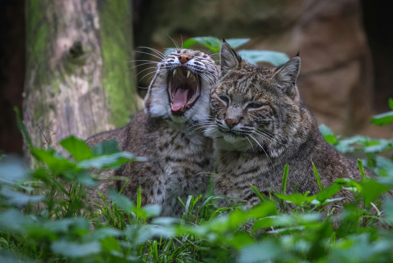Lagos Zoo : Billet d'entrée