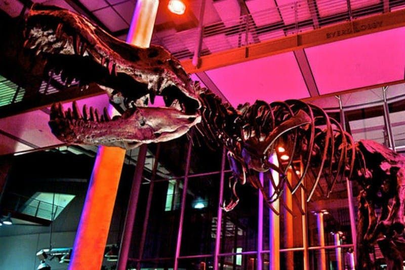 Académie des Sciences de Californie : Billet d'entrée pour la vie nocturne