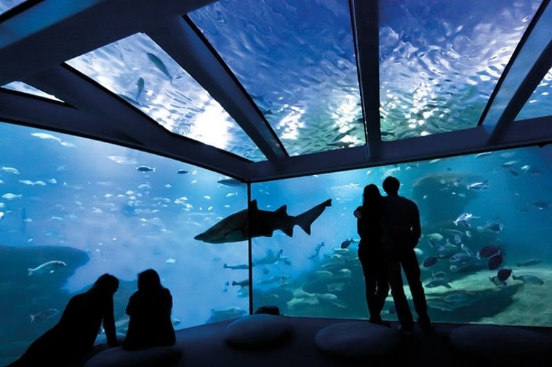 Aquarium de Palma : Billet d'entrée + transfert depuis la zone de Calvià