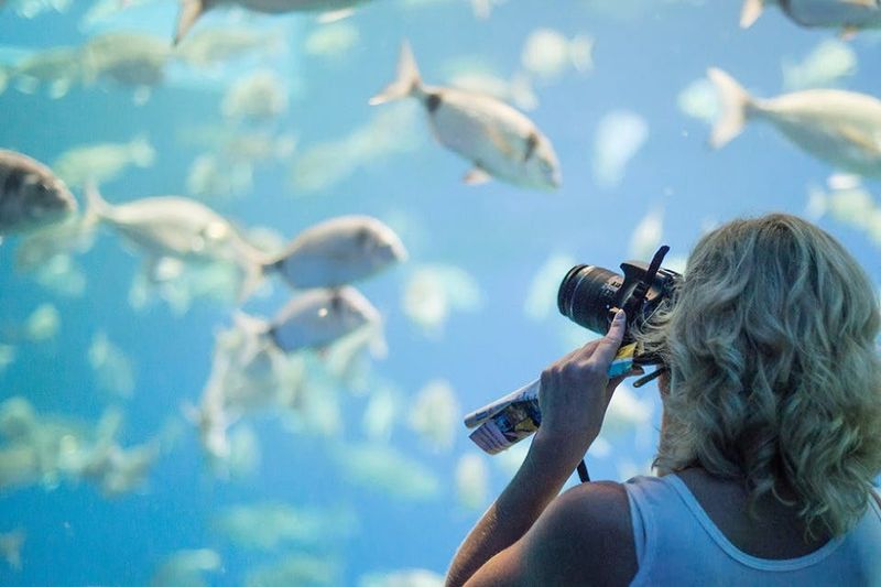 Aquarium de Palma : Billet d'entrée + transfert depuis le nord