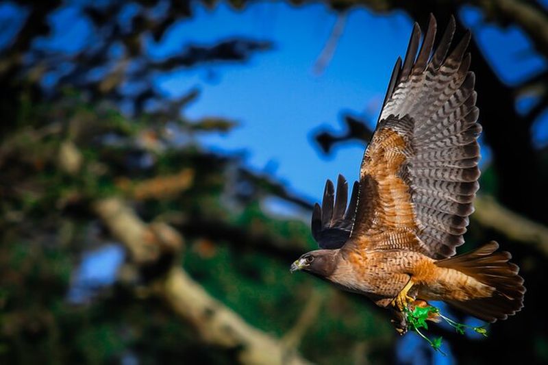 Visite à pied de la faune du parc Golden Gate
