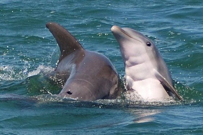 Billet Aventure d'observation des requins et de la faune à Key West