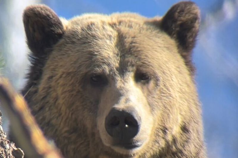 Visite privée de Yellowstone : sites emblématiques, faune, randonnées familiales + déjeuner