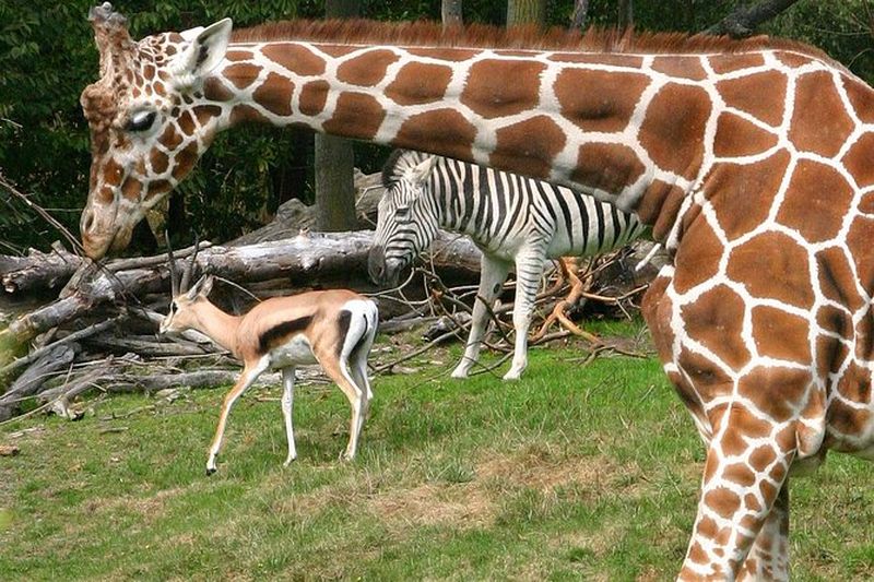 Coupe-file : Entrée quotidienne au Woodland Park Zoo Ticket