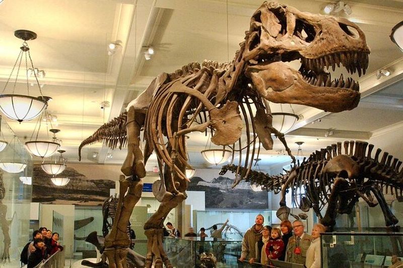 Billet d'entrée au Musée américain d'Histoire naturelle