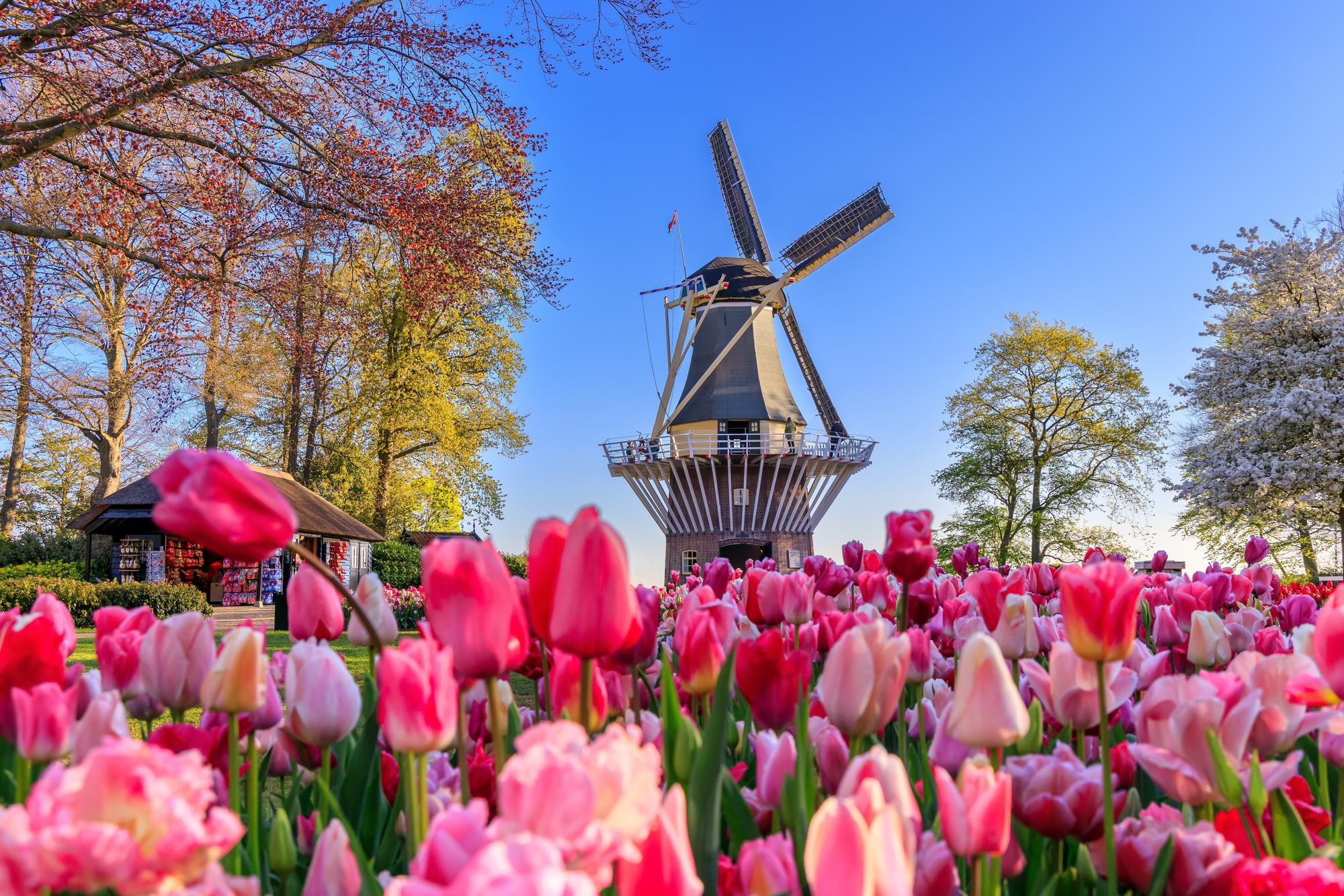 Keukenhof