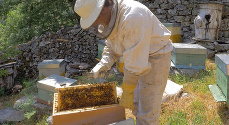 Billet Activités de découverte de l'apiculture au cœur des Asturies en Espagne