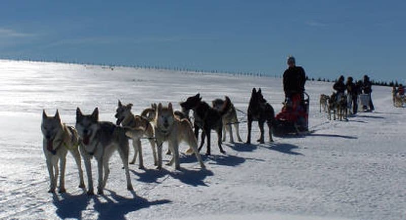 Billet Balade en traîneau et rencontre avec des chiens de traîneau en Auvergne près d'Aurillac