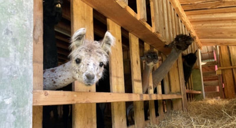 Billet Parc animalier à Mamirolle - Les samedis à la ferme