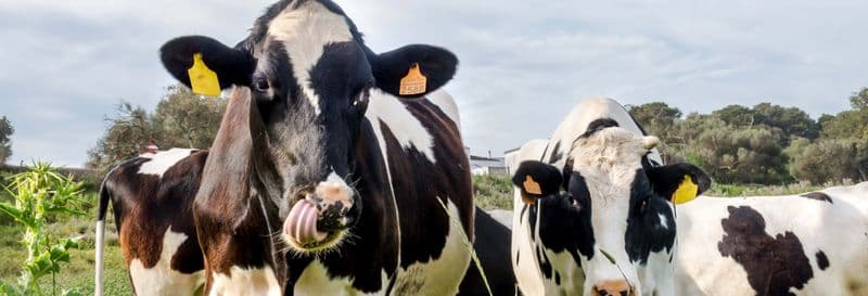 Billet Visite de la fromagerie Subaida