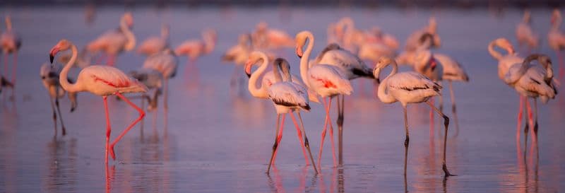 Billet Observation de flamants roses dans le delta de l'Èbre au coucher du soleil