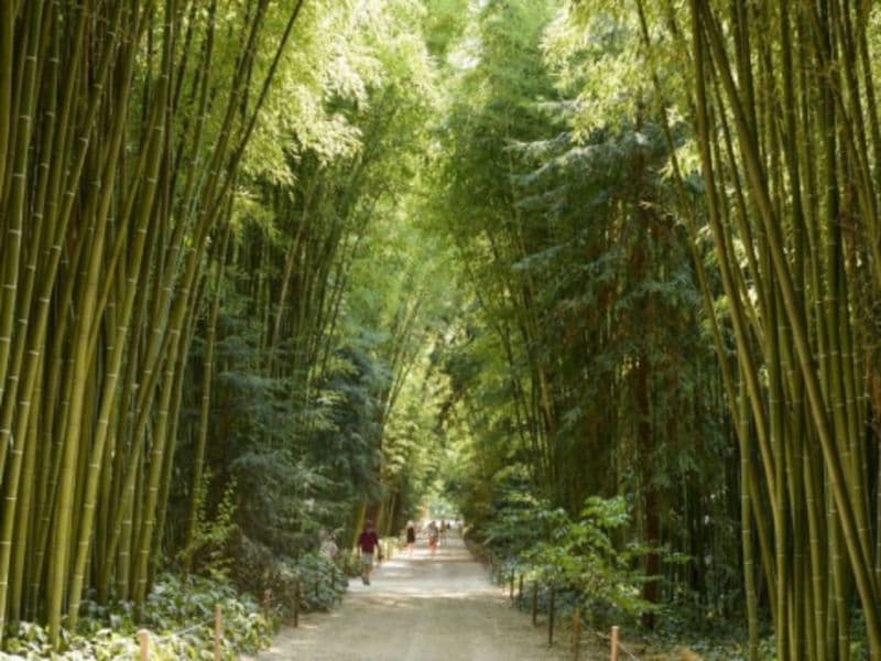 Billet Billet pour la Bambouseraie en Cévennes près de Nîmes (30)