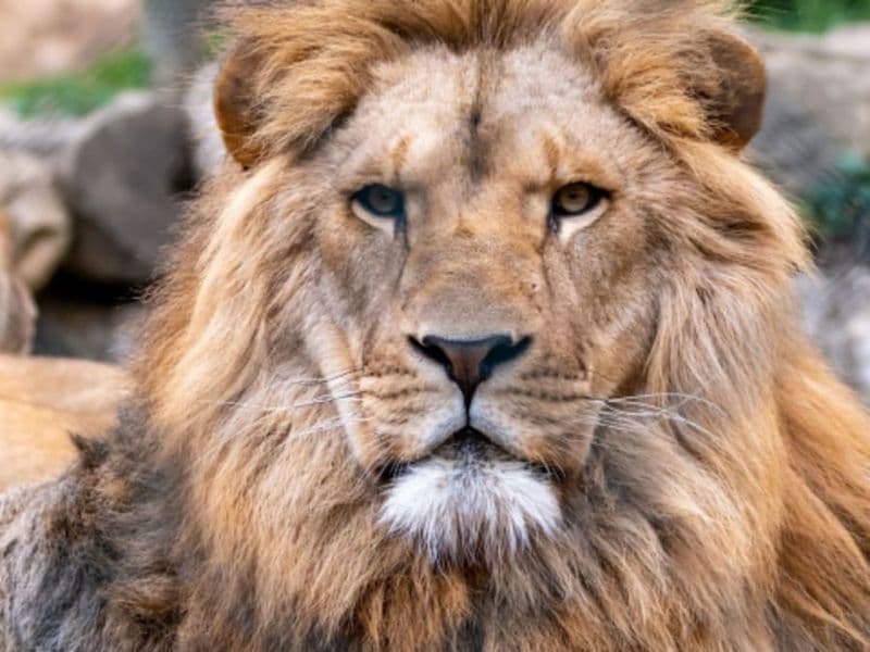 Billet Billet pour l'Espace Zoologique Saint-Martin-la-Plaine (42)