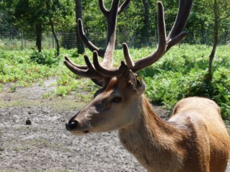 Billet Billet pour Animalia Parc à Naujac-sur-Mer (33)