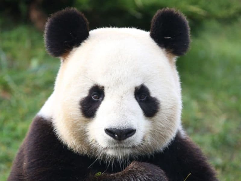 Billet Billet pour le ZooParc de Beauval (41)