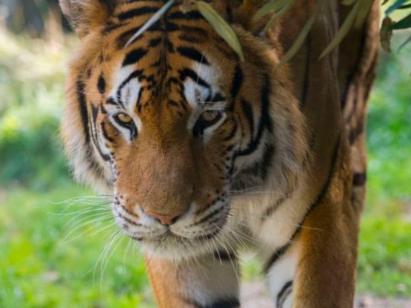 Billet Billet pour le Zoo d'Amnéville (57)