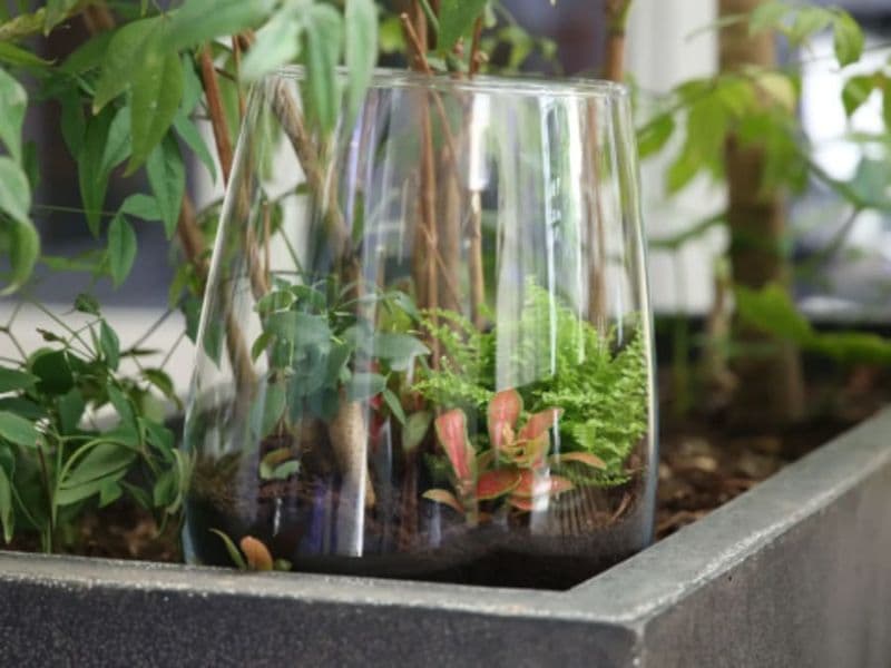 Billet Atelier création d'un terrarium ouvert à Lyon 2ème