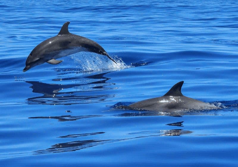 Billet Lisbonne : Croisière sur le Tage jusqu'à l'océan et observation des dauphins