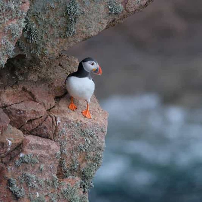 Billet Aberdeen : excursion d'observation des macareux à Bullers of Buchan