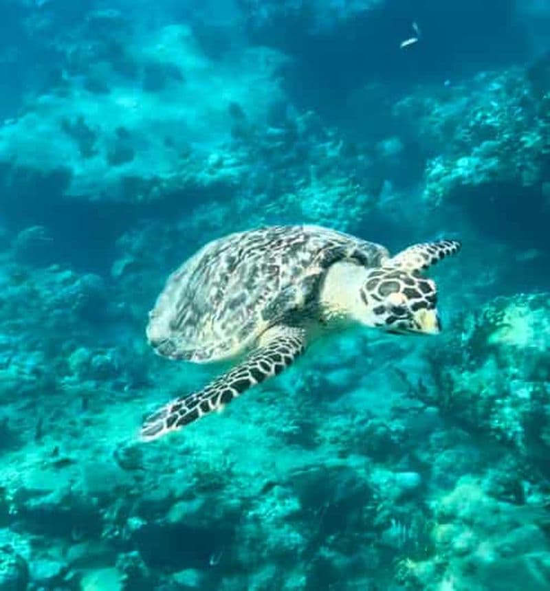 Billet St Martin : Excursion en bateau rapide pour la plongée en apnée au Rocher Créole