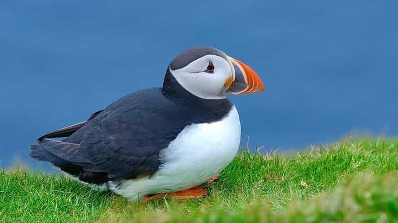 Billet Au départ d'Édimbourg : 6 jours d'exploration des Shetland et de Nothernmost