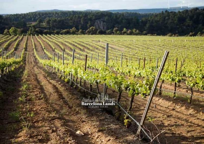 Billet Barcelone : Circuit de luxe pour le Priorat, dégustation de vins et déjeuner