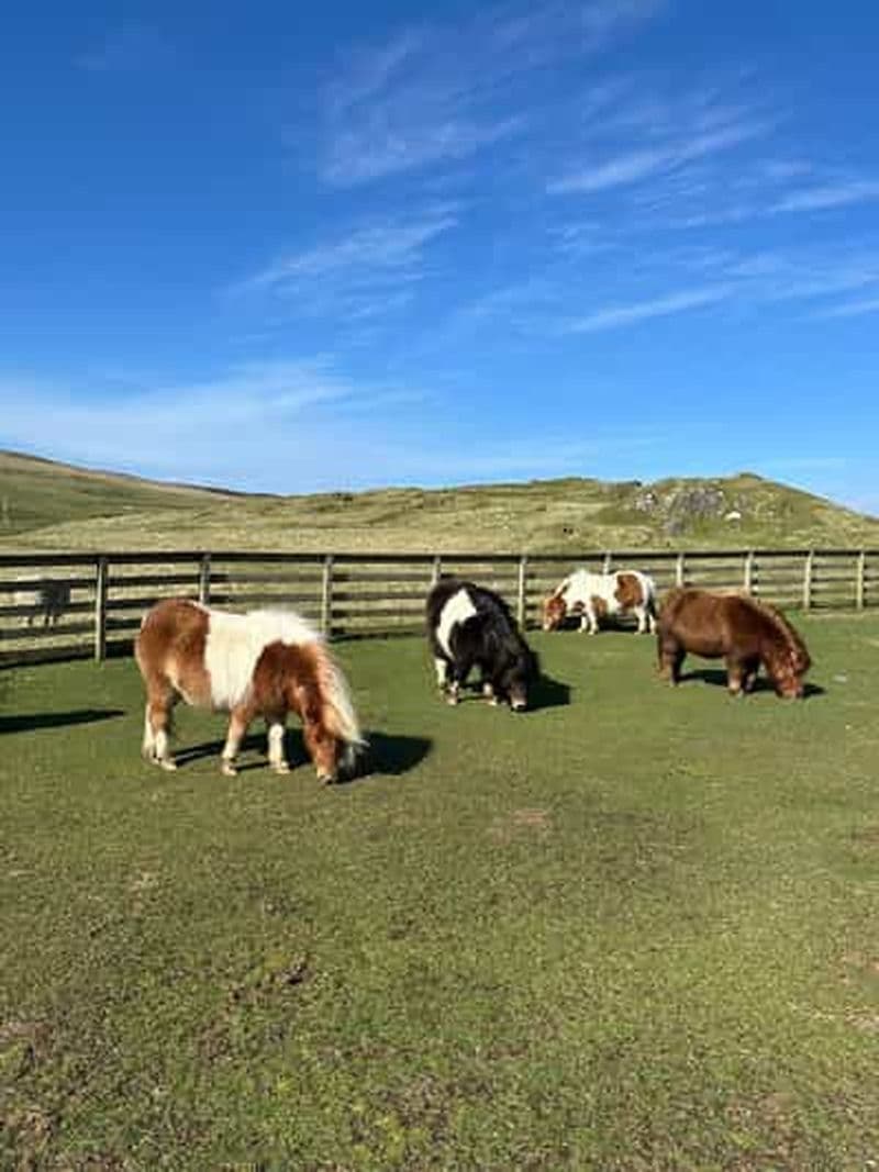 Billet Lerwick : Shetland Pony Express
