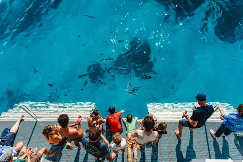 Billet Bundaberg : excursion à l'île Lady Musgrave et à la Grande Barrière de Corail
