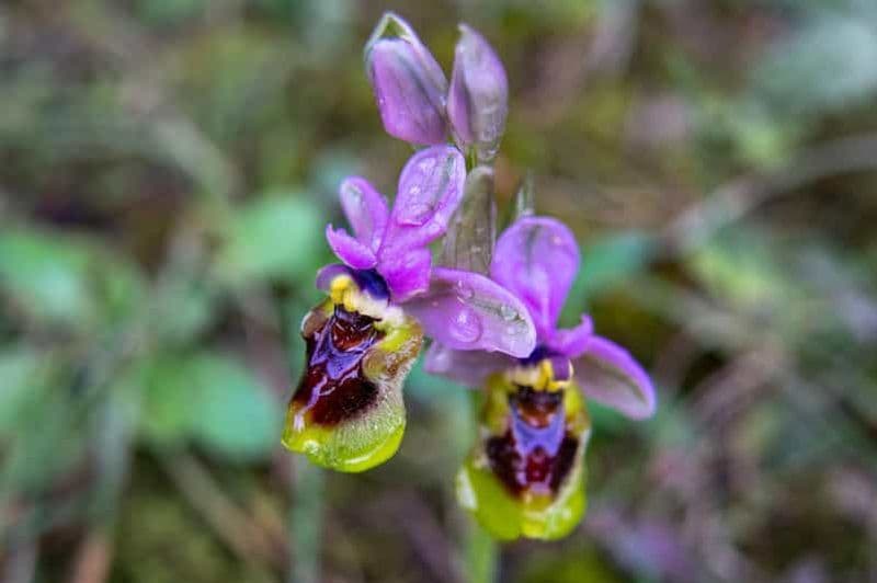 Parc naturel de l'Albufera des Grau : randonnée et observation des oiseaux
