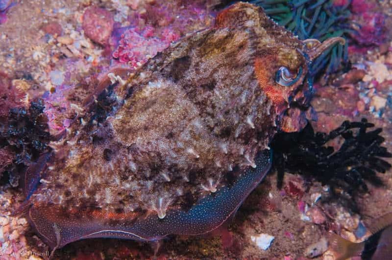 Billet Lagos : 2 plongées sur les récifs locaux (pour les plongeurs certifiés uniquement)