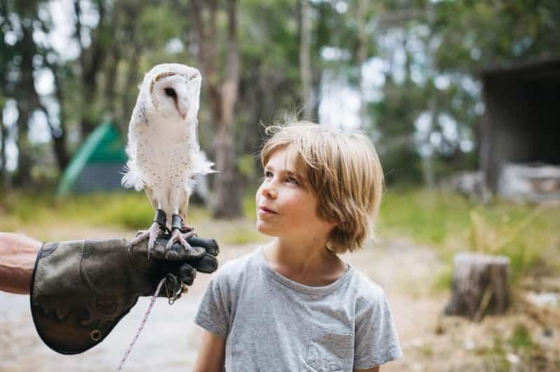 Billet Margaret River : Rencontre avec des oiseaux de proie et promenade en forêt