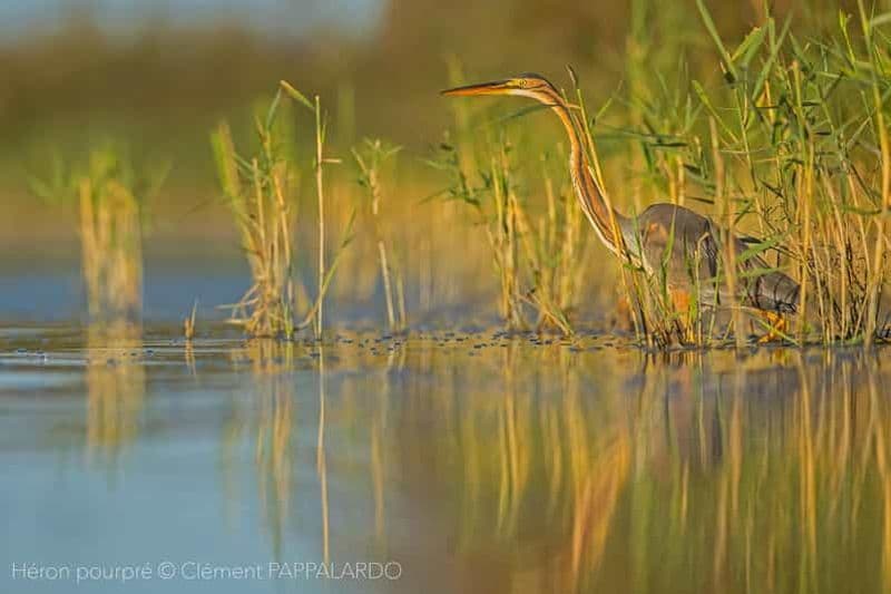 Billet Camargue : Découverte de la nature aux marais du Vigueirat