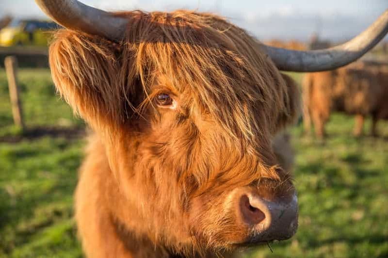 Billet Au départ d'Édimbourg : Circuit de 5 jours dans les Highlands et le train à vapeur Jacobite