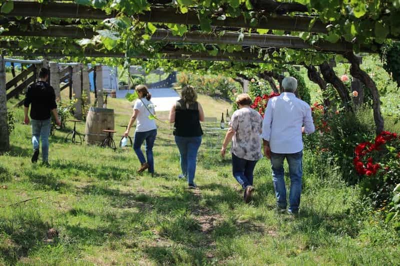 Billet Dégustation de vin Albariño avec visite du vignoble